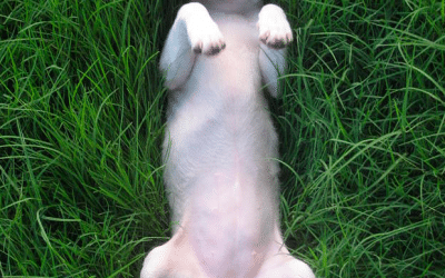 The Little White Dog with a Blog