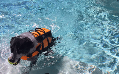 Summer with Pets- How to beat the Heat