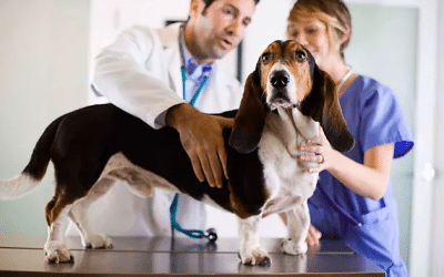 10 Human Foods that are Toxic to Pets