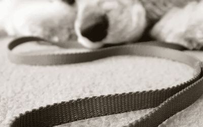 What do I do if I lost a pet in Las Vegas?