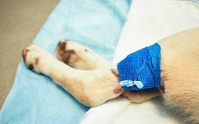 Pet Sitter Disaster Plan, Are they Prepared?