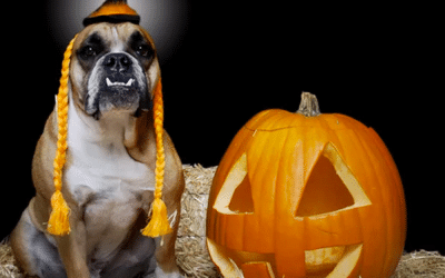 Halloween Pet Safety Tips