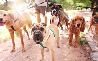 Dog Walker – 5 signs you need one