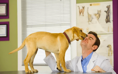 Five Best Vets Las Vegas