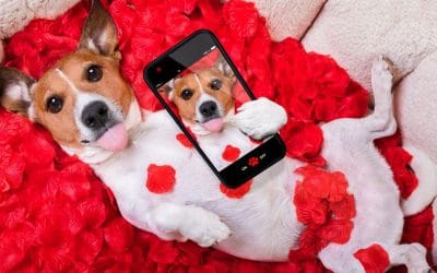 5 Gifts For Your Furry Valentine