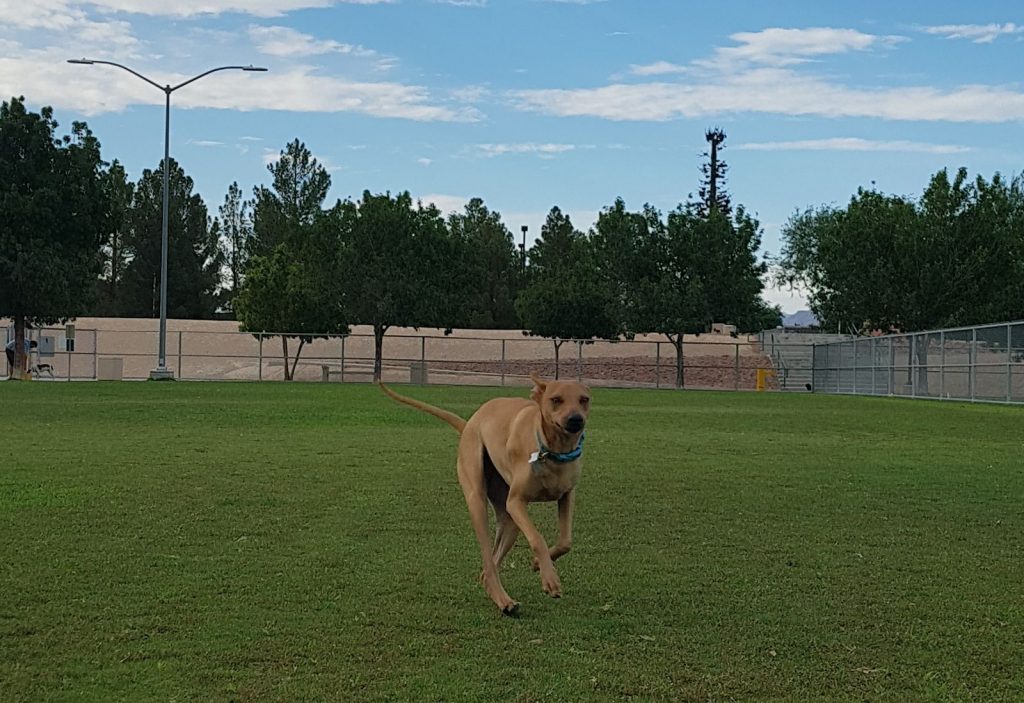 Dog Parks Las Vegas Top 5 Little White Dog Co. Las Vegas Dog