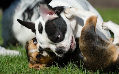 Dog Parks Las Vegas- Top 5