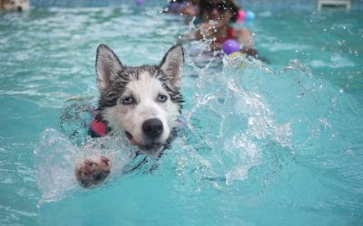 Water Therapy For Dogs in Las Vegas
