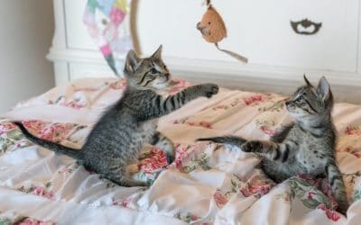 Cat Sitting in Las Vegas