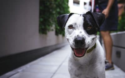 Dog Sitting in Las Vegas