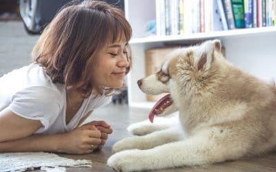 Big News: Pet Sitting Employees in Las Vegas