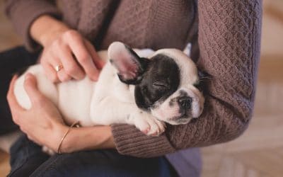 Puppy Care in Las Vegas