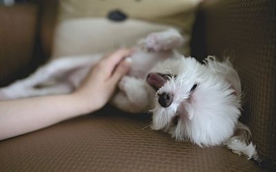 Pet Hair Remover, does yours work?
