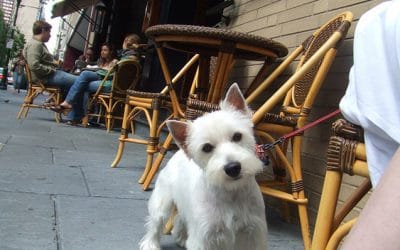 Top Pet Friendly Restaurants Las Vegas