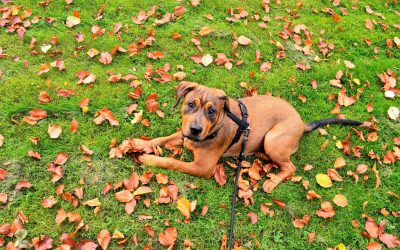 5 Things For You And Your Dog To Do This Fall Vegas