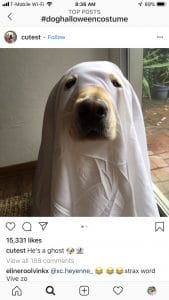 Best Dog Halloween costumes