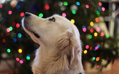 Top Pet-Friendly Shopping Areas Las Vegas