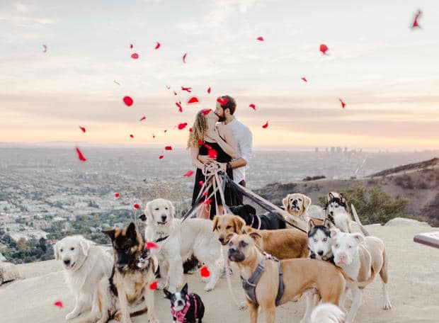 man proposes with 16 dogs