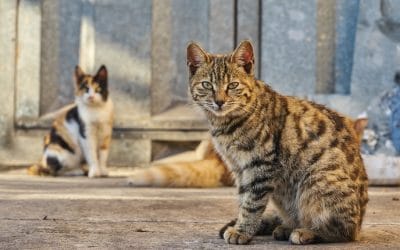 Trap, Neuter, Return (TNR) Services in Las Vegas