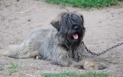 national have a heart for chained dogs week