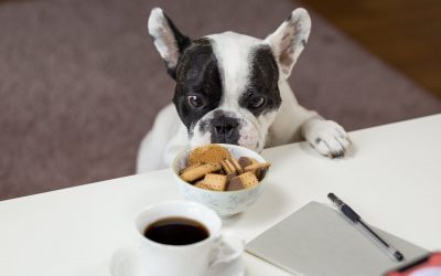 Easy Dog Treat Recipe Your Dogs Will Love