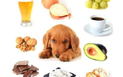 Common Household Toxins for Pets