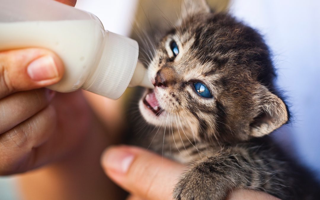 What to do When You Find a Litter of Kittens