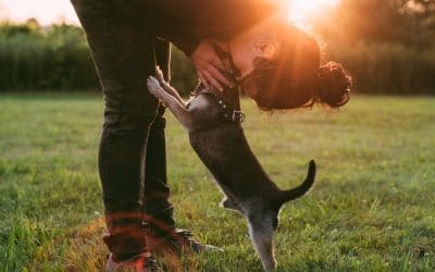 7 Ways To Be A Responsible Dog Owner