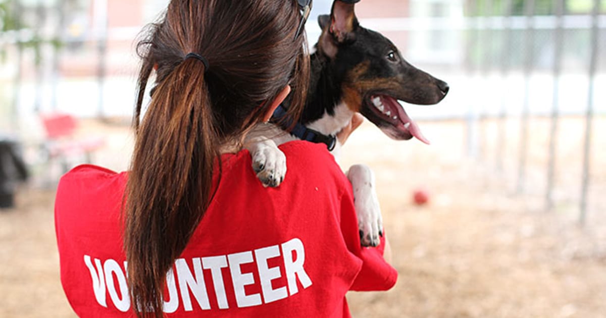 Where to Volunteer With Animals Las Vegas - Little White Dog Co. | Las  Vegas Dog Walking and Pet Sitting
