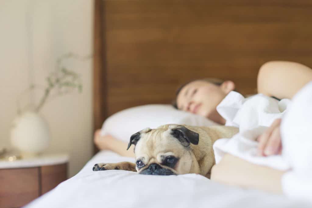 pet friendly hotels las vegas